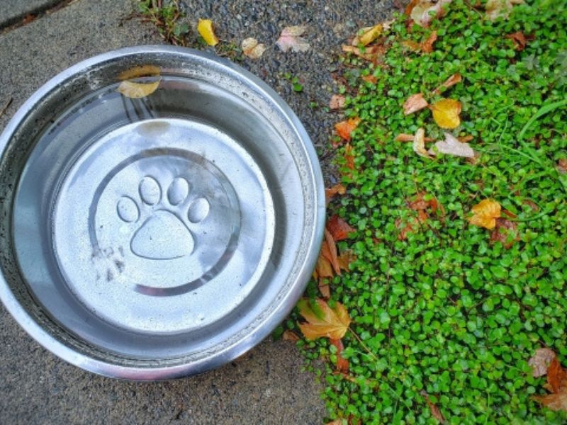 外壁塗装中もペットは大丈夫？愛犬・愛猫と安全に過ごすためのポイントと生活ルール